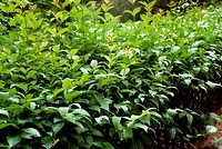 My Garden - Rollei 35 S 40 mm Sonnar