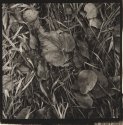 Autumn Leaves and Grass