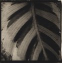 Striped Leaf