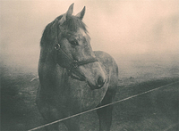 Horses and fog.