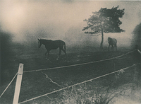 Horses and fog.