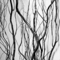 Twigs