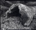 Lasqueti Beach, carbon