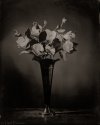 Magnolias