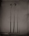 Fiddle Heads