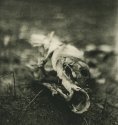 carcass 2