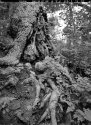 Roots