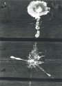 Drop from a bird