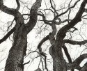 Old Oak