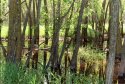 Minnesota Swamp