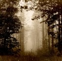 In The Pines