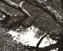 Fallen Tree, Neshannock Creek