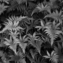 Ferns