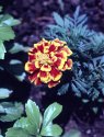 A flower from JB's garden