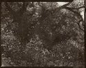 Lost in the Forest #1
