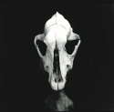skull 2