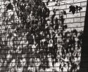 Brick Wall and Leaves