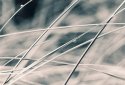 Grass