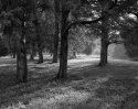 cedar grove