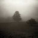 Birchwood Fog