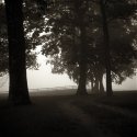 Trees and Fog