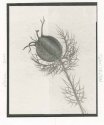 Salt print bleached in sun