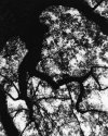 Mandelbrot Oak