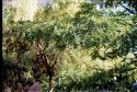 Like a painting, Leica Minii Zoom