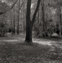 the "Y" tree