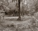 backyard scene 267