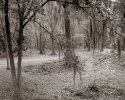 backyard scene 264