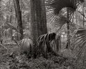 backyard scene 263