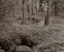 backyard scene 265