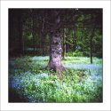 Forget-me-knots
