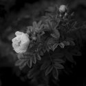 A Rose for Norway