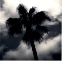Palm