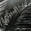 Palm Leaves