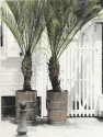 pottedpalms
