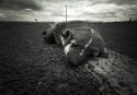 Badger on Pocohantes Rd
