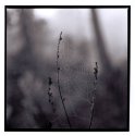 Web