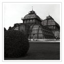 palm-house