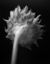 Sunflower...
