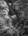 810ef-frosted-grass-creek-