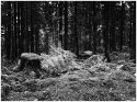 Vosges 02