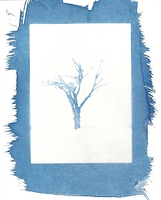 Winter Tree, cyanotype