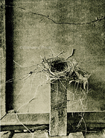 bird's nest and pedestal