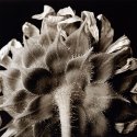 Sunflower head 2