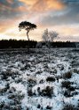 a4 bog snow scene low res 566x800