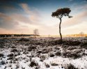 Scots pine in Winter