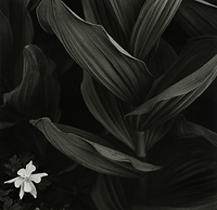 Columbine & Corn Lily